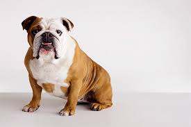 different types of english bulldogs
